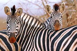 Zebra-Freundschaft in Südafrika von WiWo