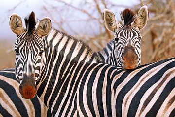 Zebra friendship in South Africa van W. Woyke