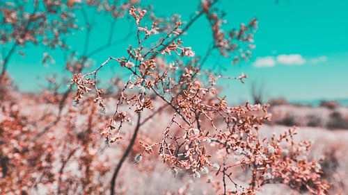 Woestijn Bloemen Foto Canvas – Kleurrijke Natuurfotografie Wanddecoratie 21