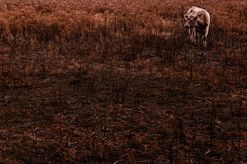 Animal Autumn Photography | Galloway Cow Portrait Photography | Landscape Photography