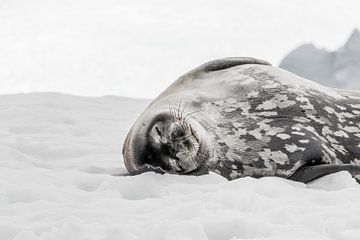 Zeehond op Antartica van Farewell to the world