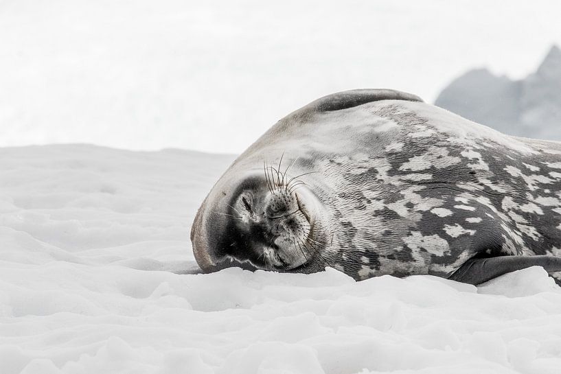 Sceau sur l'Antartique par Farewell to the world