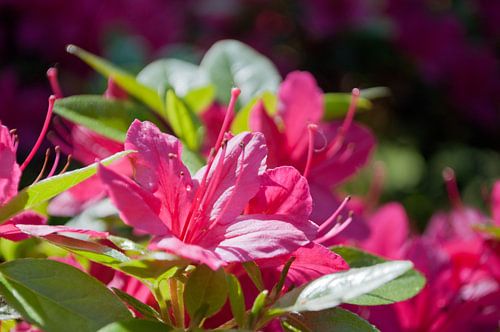 Roze azalea in de zon