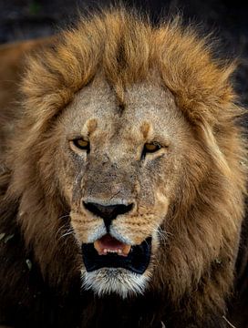 Een Close up van een Afrikaanse leeuw van Bjorn Donnars