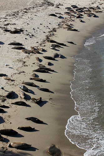 Zeehonden op het strand
