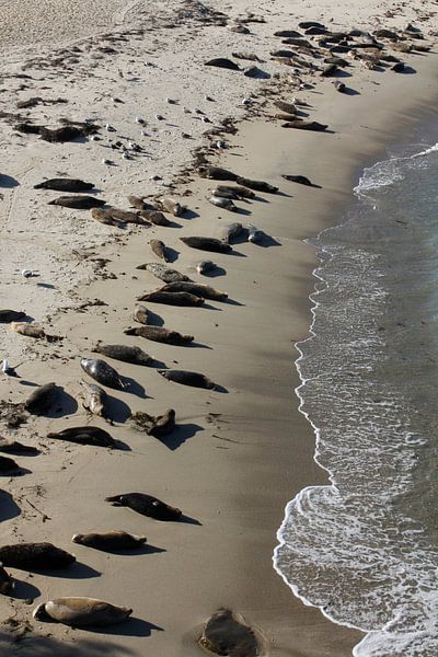 Zeehonden op het strand van Inge Teunissen