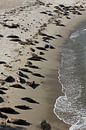 Zeehonden op het strand van Inge Teunissen thumbnail