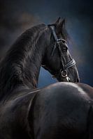 Fries paard