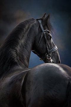 Fries paard van KDFotografie