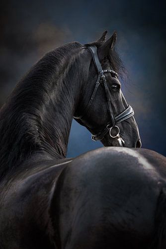 Head of a Friesian horse by KDFotografie