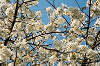 Blossom