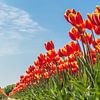 Tulpenfelder von Noordwijk von Photologic  Fotografie