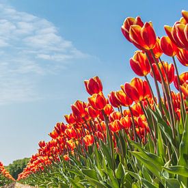 Noordwijkse tulpenvelden van Photologic  Fotografie