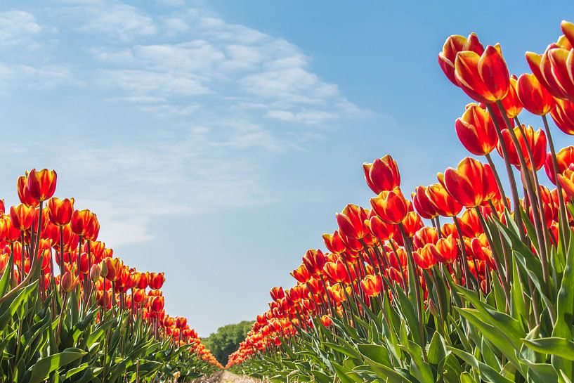Noordwijk tulip fields by Photologic  Fotografie