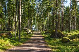 Forest path to the lake by Anja B. Schäfer