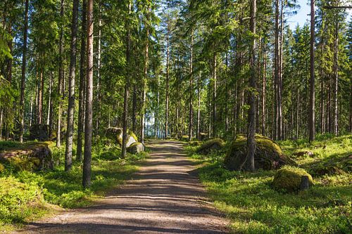 Forest path to the lake