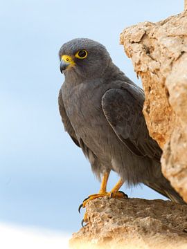 Wüstenfalke sitzt auf einem Felsen von AGAMI Photo Agency