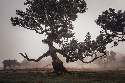 La marche lente de l'Ent II | Fanal | Madère