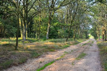 Forest Track in the Luneburg Heath by Gisela Scheffbuch