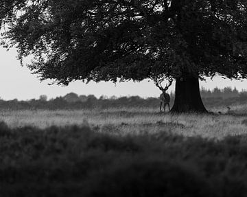 Cerf rouge noir et blanc sur Roy Kreeftenberg