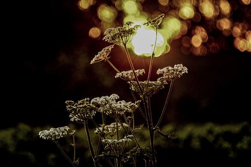 Hogweed 1