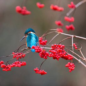 Common Kingfisher (Alcedo atthis) adult male perched on Guelder Rose (Viburnum opulus) by Nature in Stock