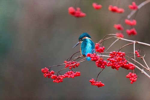 Common Kingfisher (Alcedo atthis) adult male perched on Guelder Rose (Viburnum opulus) by Nature in Stock