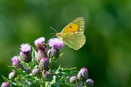 Orangen-Luzern-Falterfisch