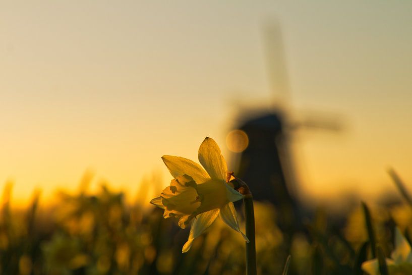 Narcissus by peterheinspictures