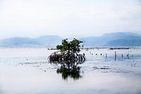 Mangrove solitaire à marée basse - Nusa Lembongan, Indonésie
