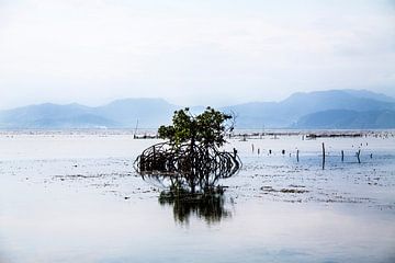Eenzame mangrove bij eb – Nusa Lembongan, Indonesië