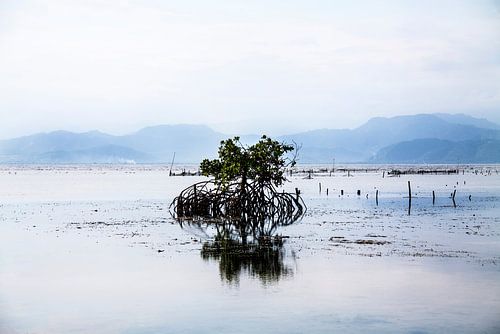 Einsame Mangrove bei Ebbe - Nusa Lembongan, Indonesien