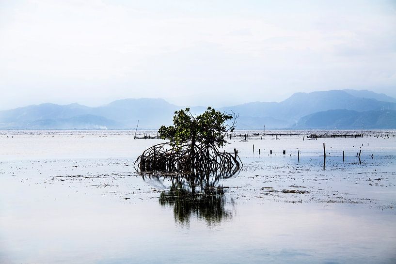 Einsame Mangrove bei Ebbe - Nusa Lembongan, Indonesien von Inge van Veen