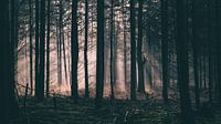 sunbeam van Stefan den Engelsen thumbnail