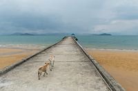 Chiens en promenade