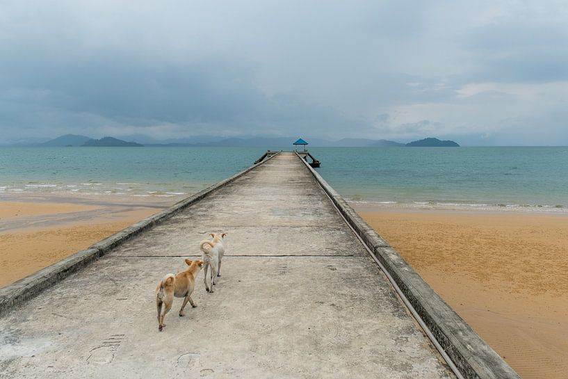 Dogs on a walk by Jörg Pommer Photography