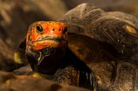 Kolenbranderschildpad - chelonoidis carbonaria van Rob Smit thumbnail