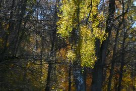 MÄRCHENWALD 13 von Miroslav Ptacek