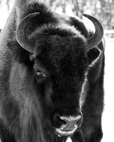 European bison in the snow