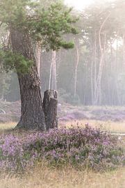 Planken Wambuis part 156 by Tania Perneel