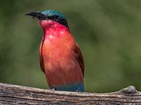 vogel wespeneter