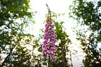 Lupin dans la forêt au coucher du soleil