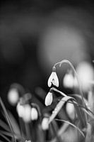 Perce-neige | Changement de saison