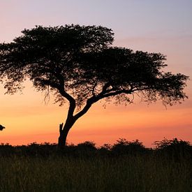 Zonsopgang in Oeganda van Alexander Ludwig
