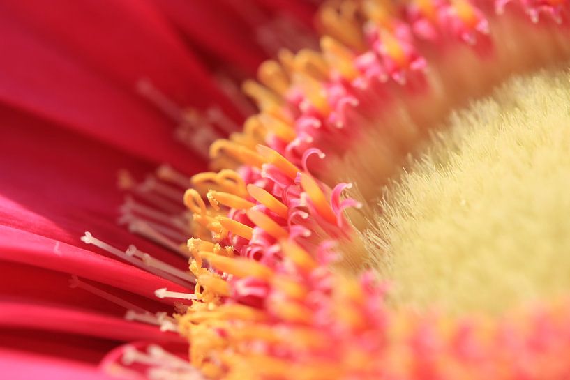 Supermakro einer Gerbera von Bärbel Severens