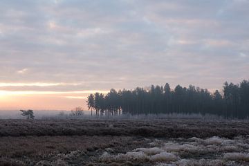 Kiefernwald am Wintermorgen von Johan Vanbockryck