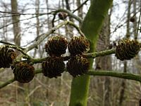 dennenappels 