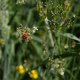 Biest auf Blume von Fenneke Visscher