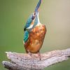 ijsvogel van Andy van der Steen - Fotografie