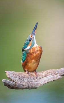 ijsvogel van Andy van der Steen - Fotografie